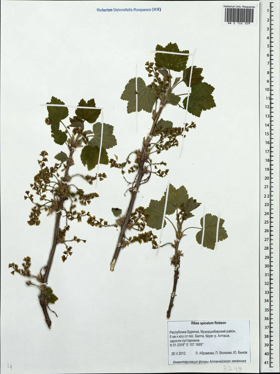Ribes spicatum, Siberia, Baikal & Transbaikal region (S4) (Russia)