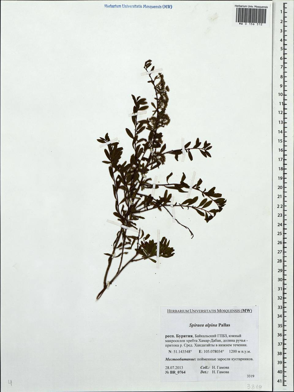 Spiraea alpina Pall., Siberia, Baikal & Transbaikal region (S4) (Russia)