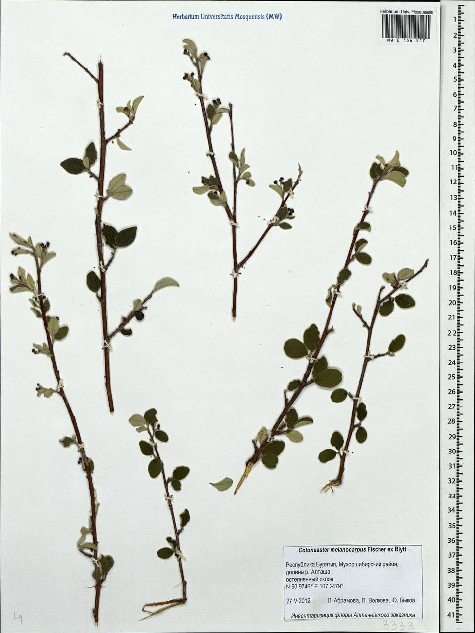 Cotoneaster melanocarpus G. Lodd., Siberia, Baikal & Transbaikal region (S4) (Russia)
