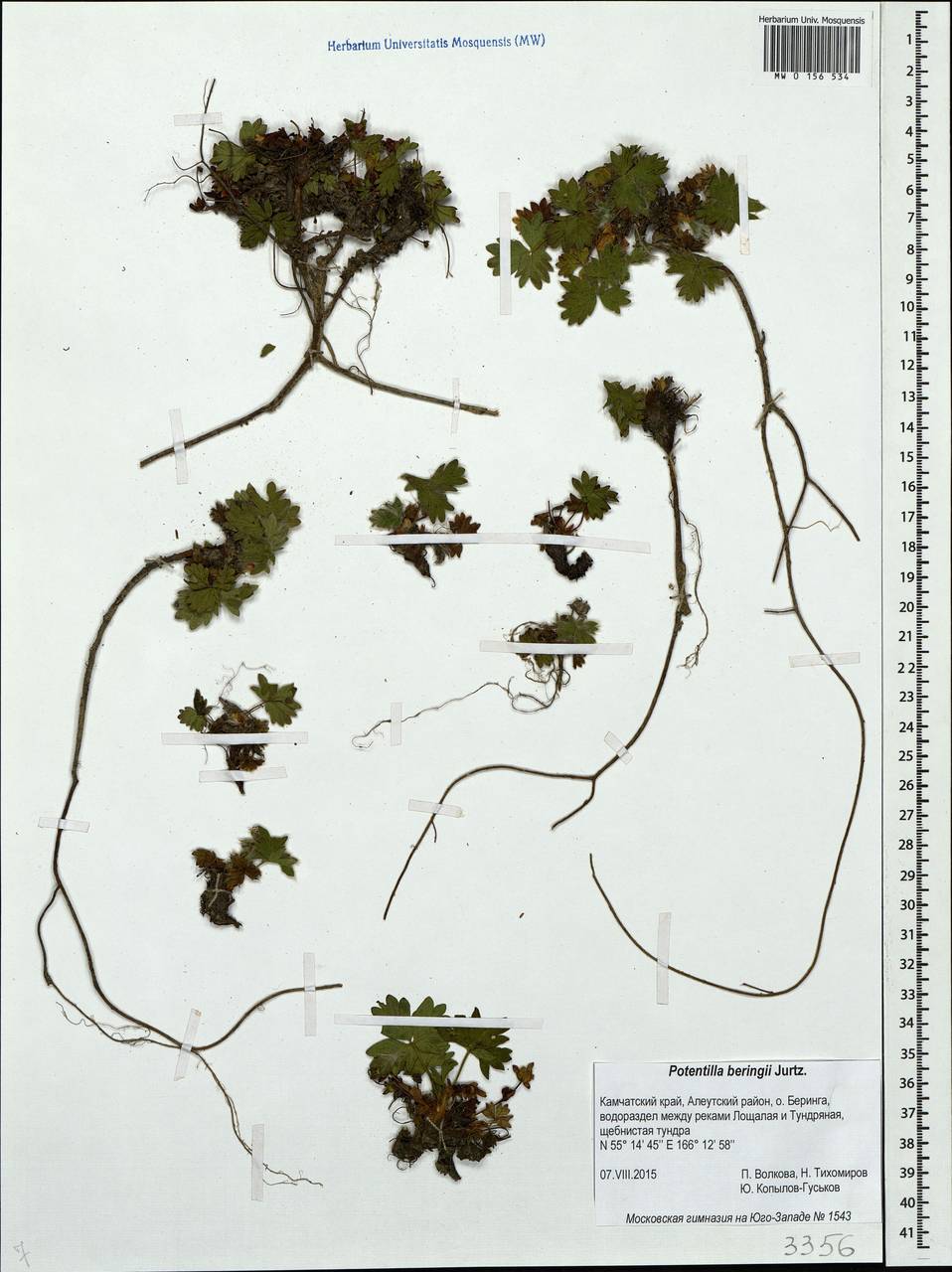 Potentilla beringii Jurtzev, Siberia, Chukotka & Kamchatka (S7) (Russia)