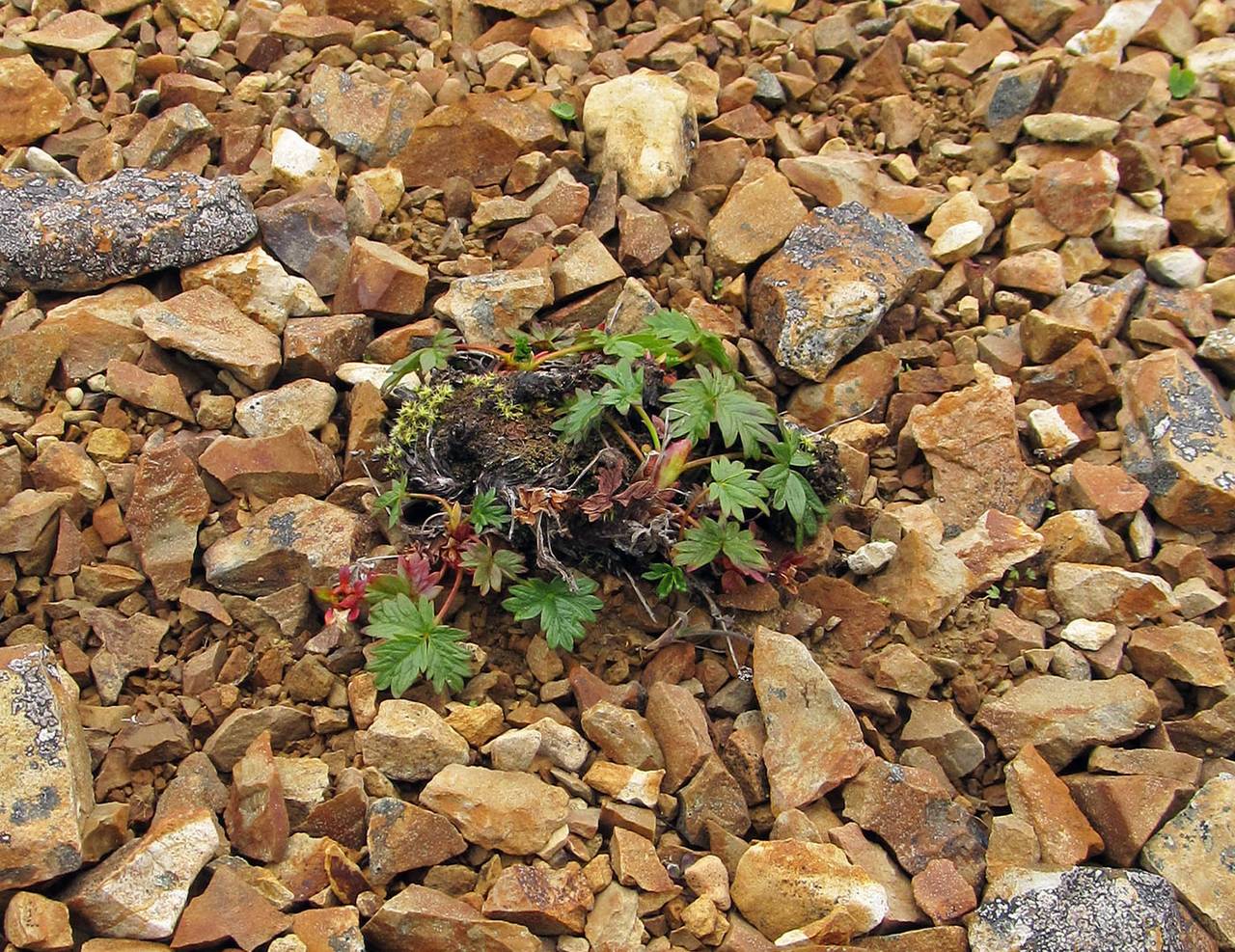 Potentilla beringii Jurtzev, Siberia, Chukotka & Kamchatka (S7) (Russia)