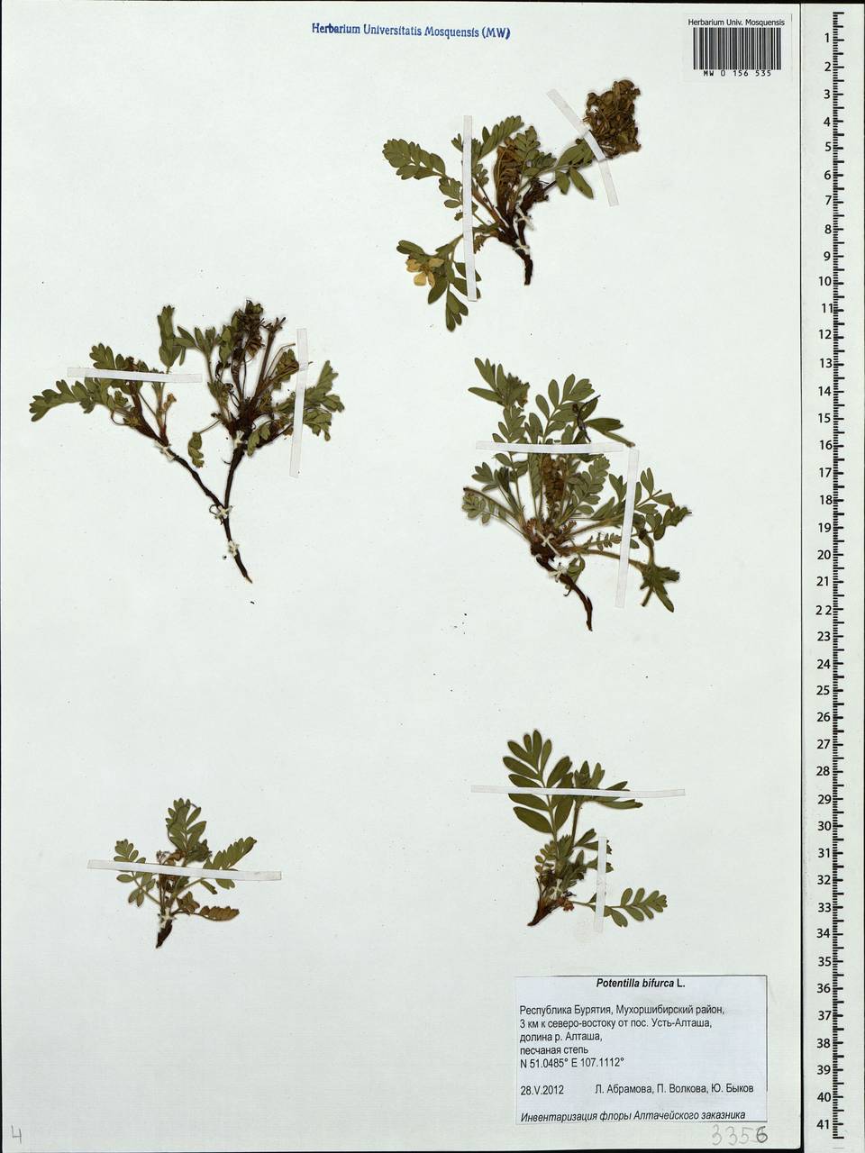 Sibbaldianthe bifurca (L.) Kurtto & T. Erikss., Siberia, Baikal & Transbaikal region (S4) (Russia)