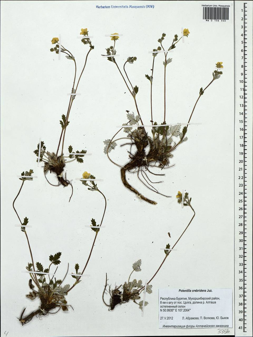 Potentilla crebridens Juz., Siberia, Baikal & Transbaikal region (S4) (Russia)