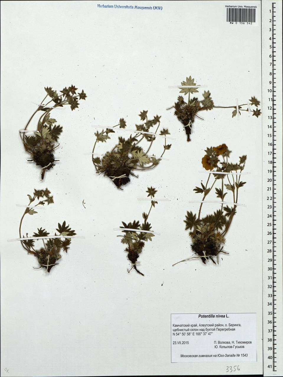 Potentilla nivea L., Siberia, Chukotka & Kamchatka (S7) (Russia)