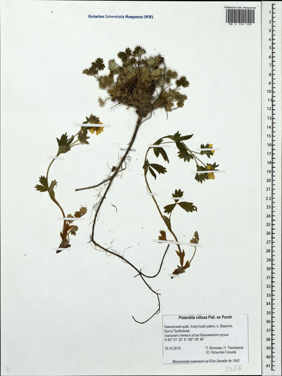 Potentilla villosa Pall. ex Pursh, Siberia, Chukotka & Kamchatka (S7) (Russia)