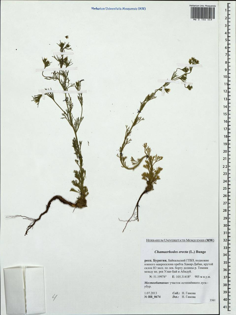 Chamaerhodos erecta (L.) Bunge, Siberia, Baikal & Transbaikal region (S4) (Russia)