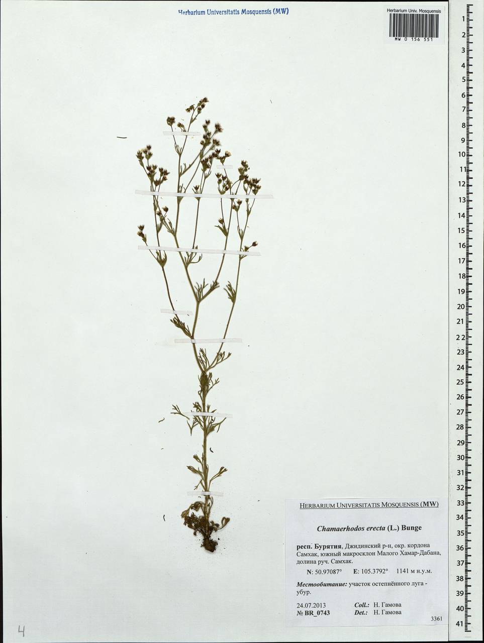 Chamaerhodos erecta (L.) Bunge, Siberia, Baikal & Transbaikal region (S4) (Russia)