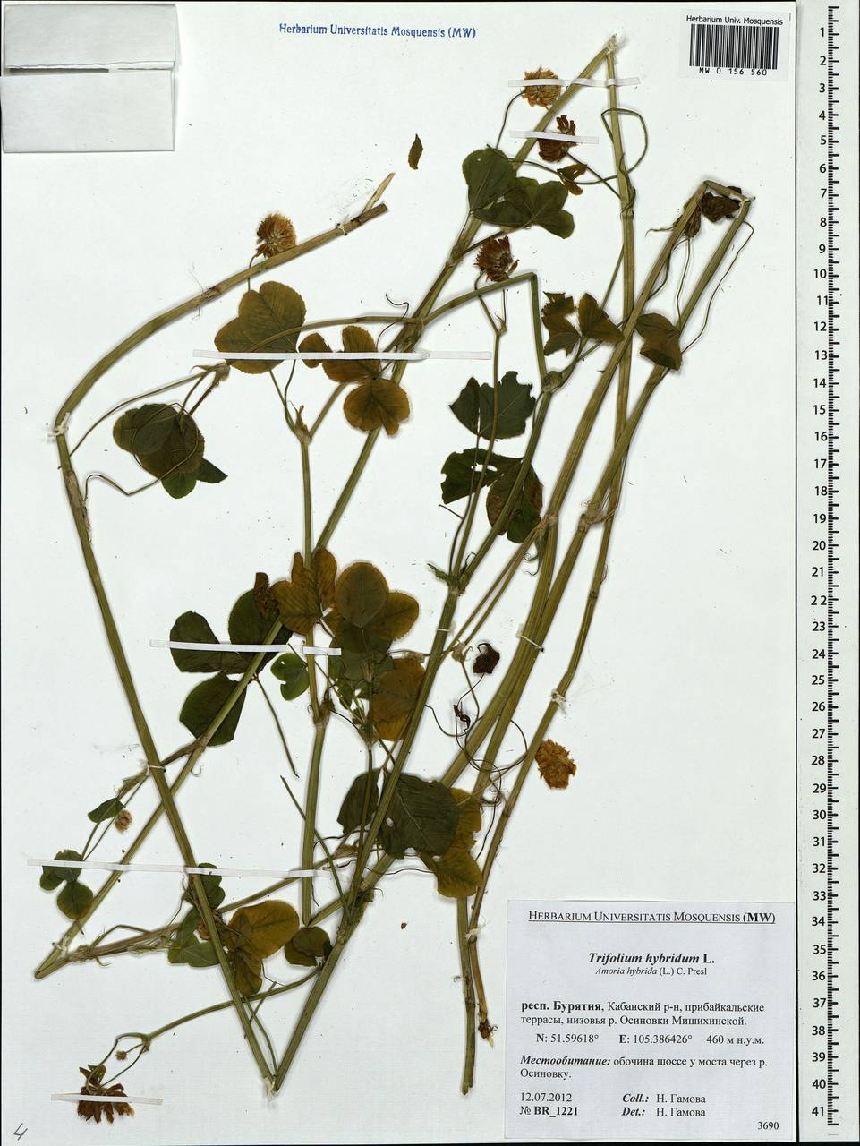 Trifolium hybridum L., Siberia, Baikal & Transbaikal region (S4) (Russia)