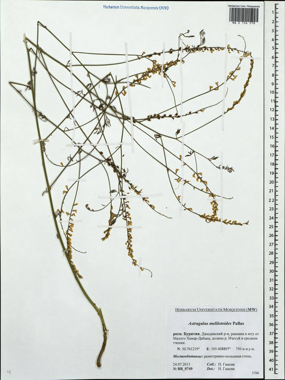 Astragalus melilotoides Pall., Siberia, Baikal & Transbaikal region (S4) (Russia)