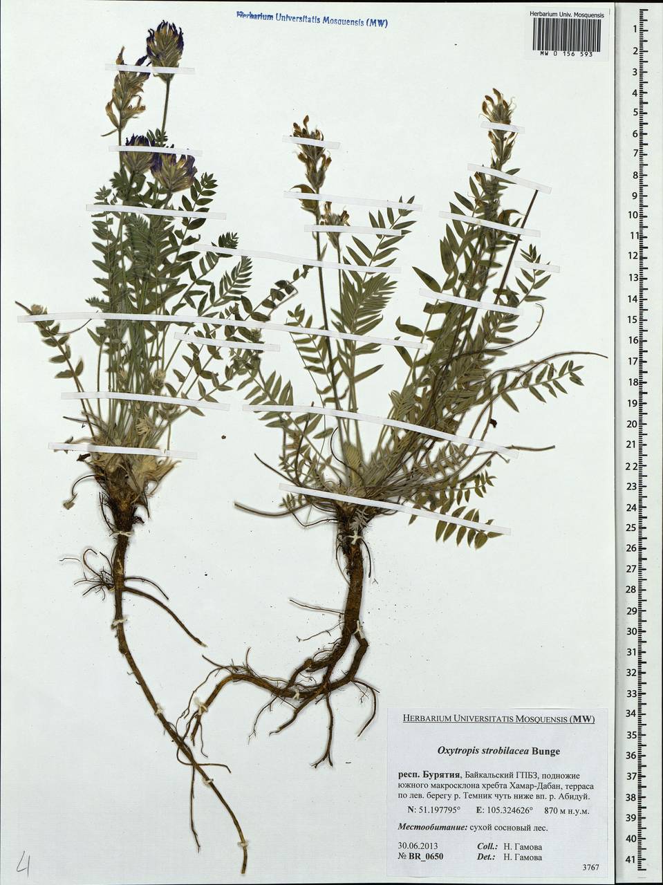 Oxytropis strobilacea Bunge, Siberia, Baikal & Transbaikal region (S4) (Russia)