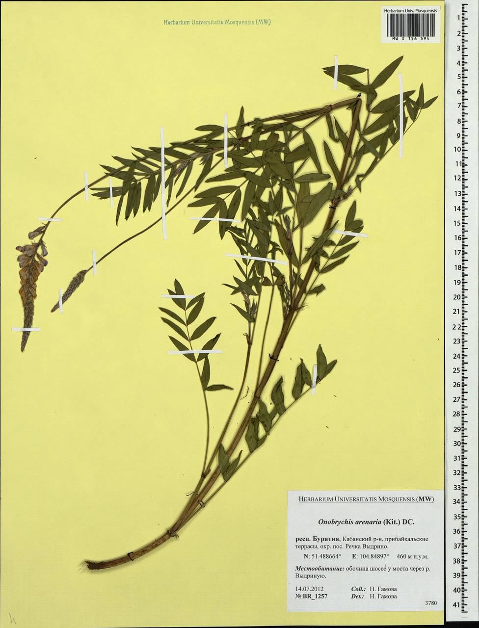 Onobrychis arenaria (Kit.)DC., Siberia, Baikal & Transbaikal region (S4) (Russia)