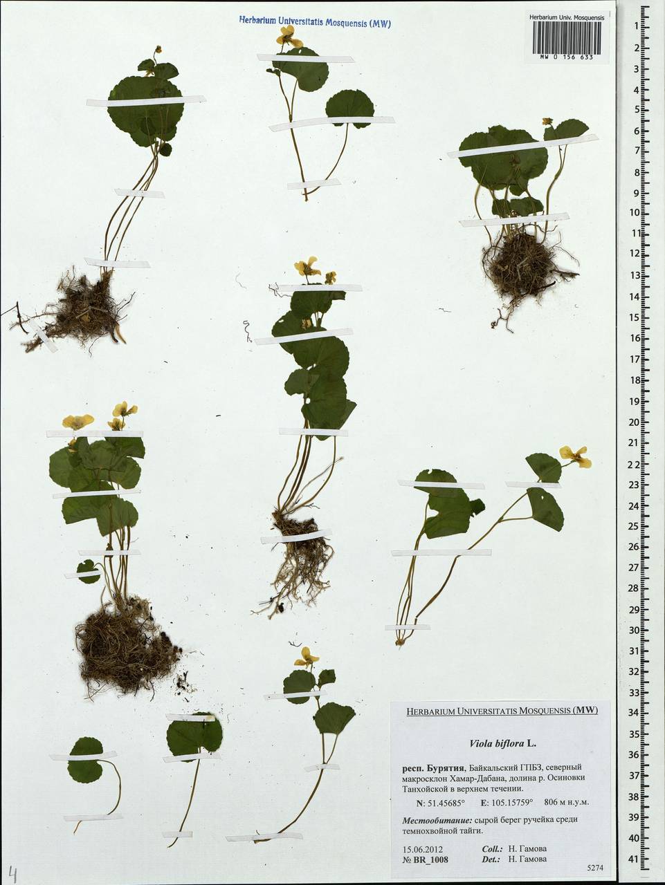 Viola biflora L., Siberia, Baikal & Transbaikal region (S4) (Russia)