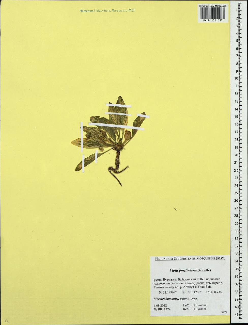 Viola gmeliniana Roem. & Schult., Siberia, Baikal & Transbaikal region (S4) (Russia)