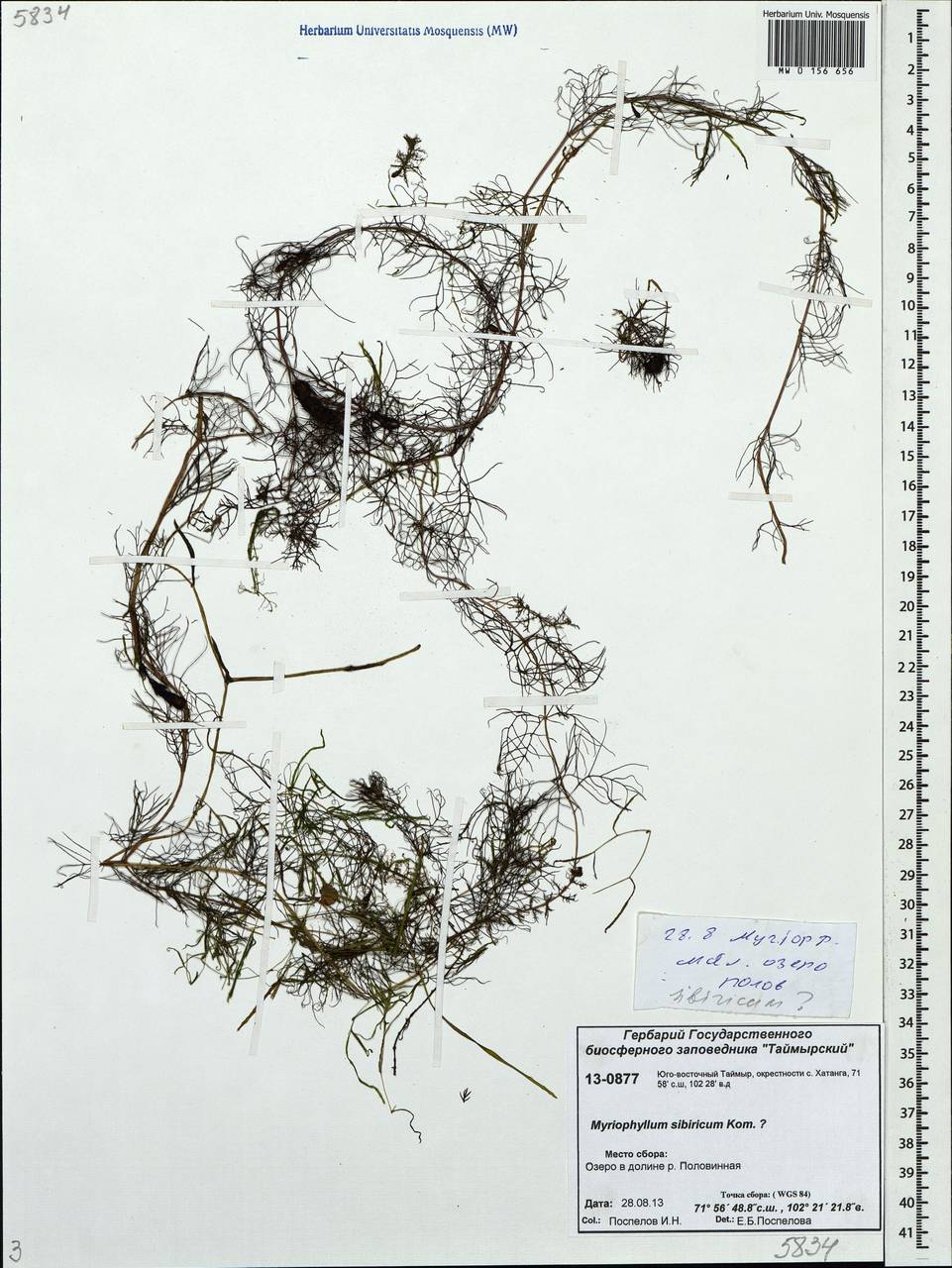 Myriophyllum sibiricum Kom., Siberia, Central Siberia (S3) (Russia)