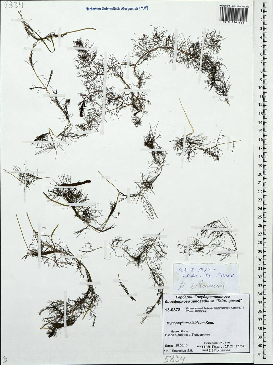 Myriophyllum sibiricum Kom., Siberia, Central Siberia (S3) (Russia)