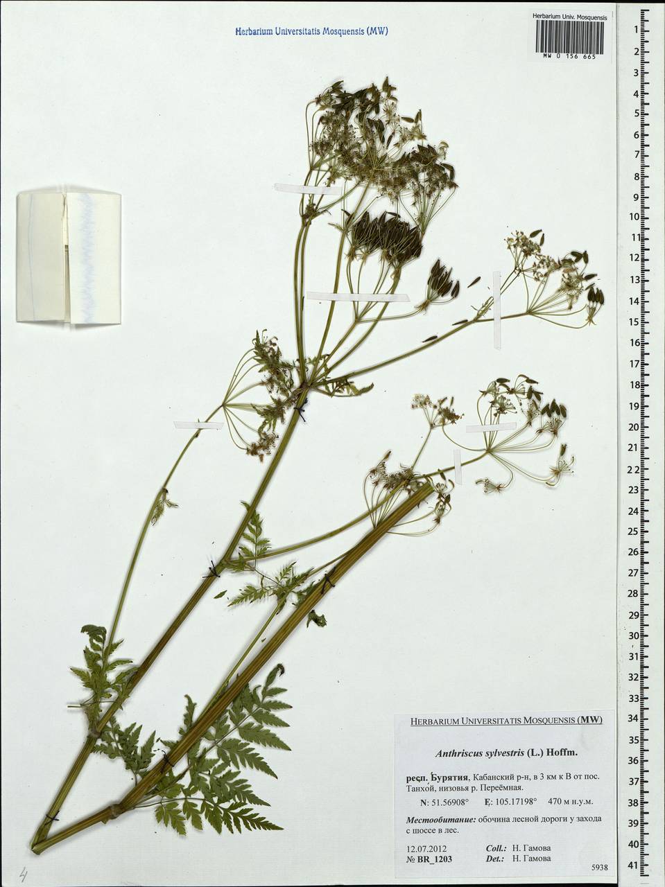 Anthriscus sylvestris, Siberia, Baikal & Transbaikal region (S4) (Russia)