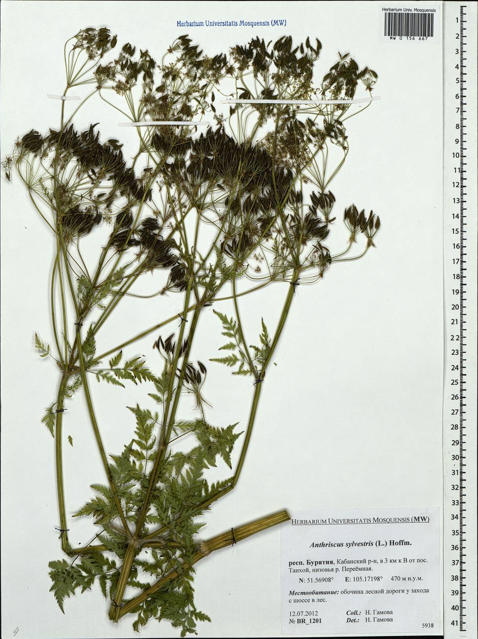 Anthriscus sylvestris, Siberia, Baikal & Transbaikal region (S4) (Russia)