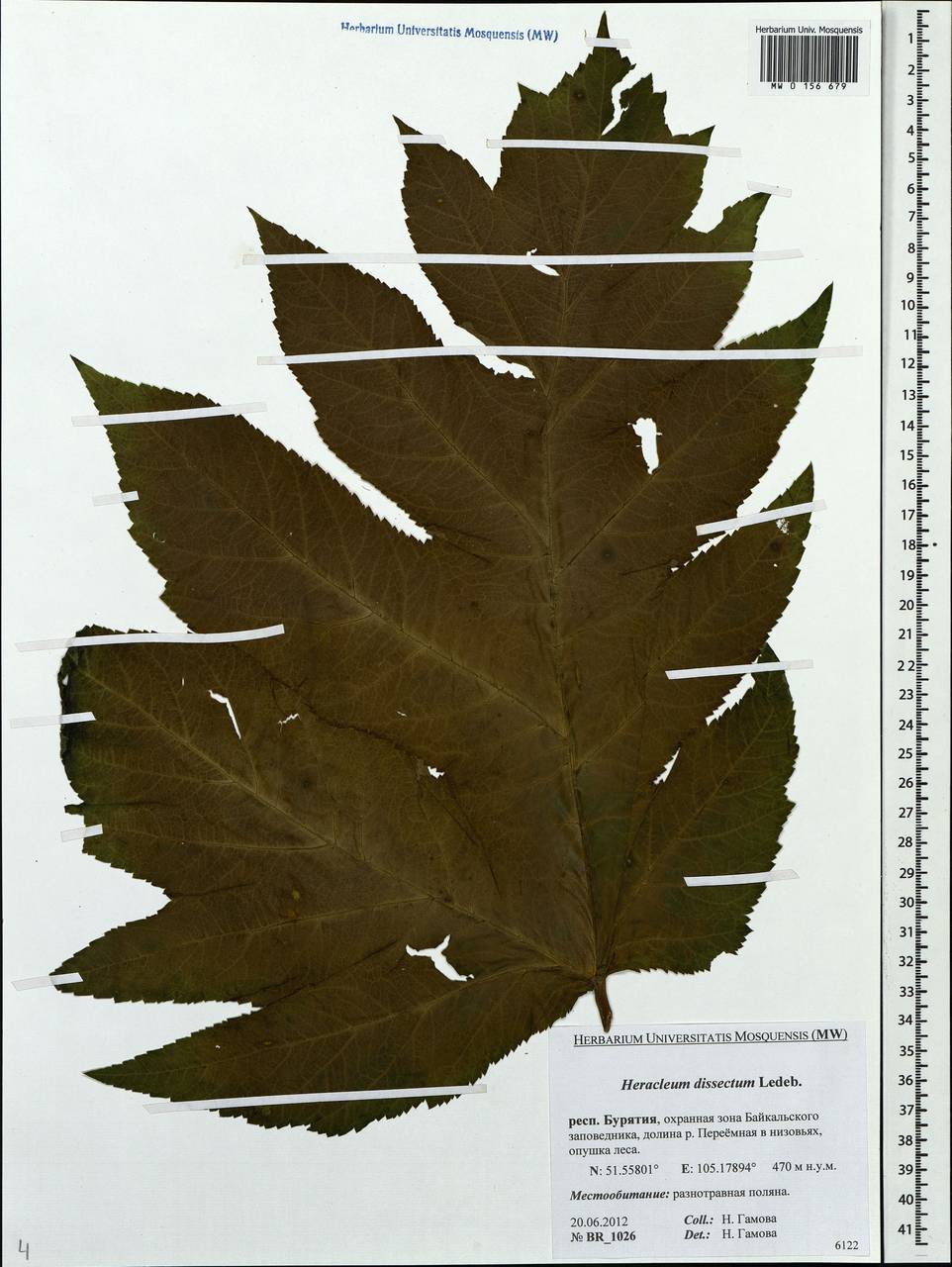 Heracleum dissectum Ledeb., Siberia, Baikal & Transbaikal region (S4) (Russia)