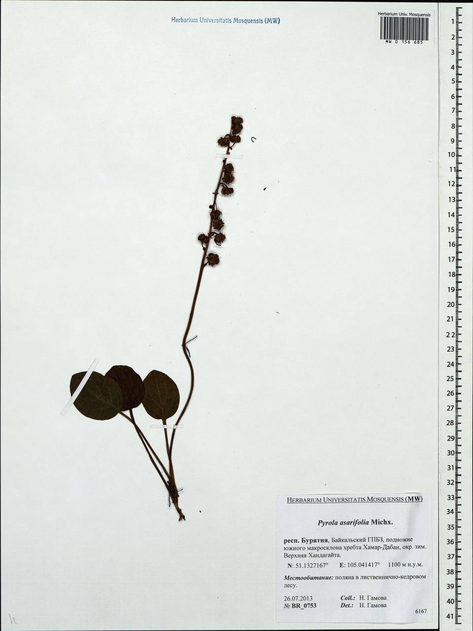 Pyrola asarifolia, Siberia, Baikal & Transbaikal region (S4) (Russia)