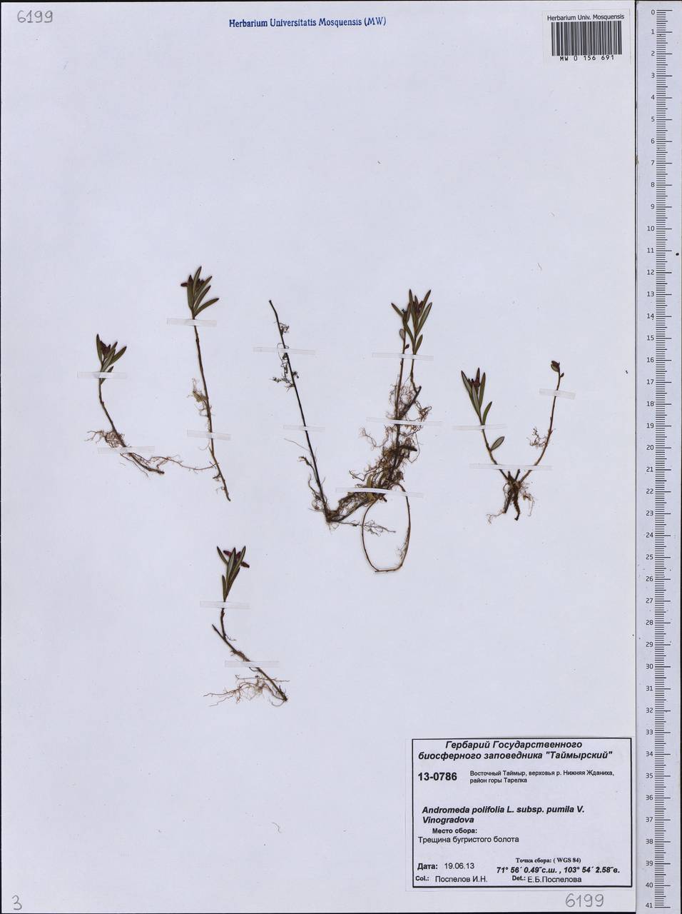 Andromeda polifolia L., Siberia, Central Siberia (S3) (Russia)