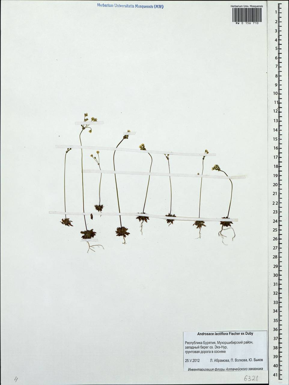 Androsace lactiflora Fisch. ex Willd., Siberia, Baikal & Transbaikal region (S4) (Russia)