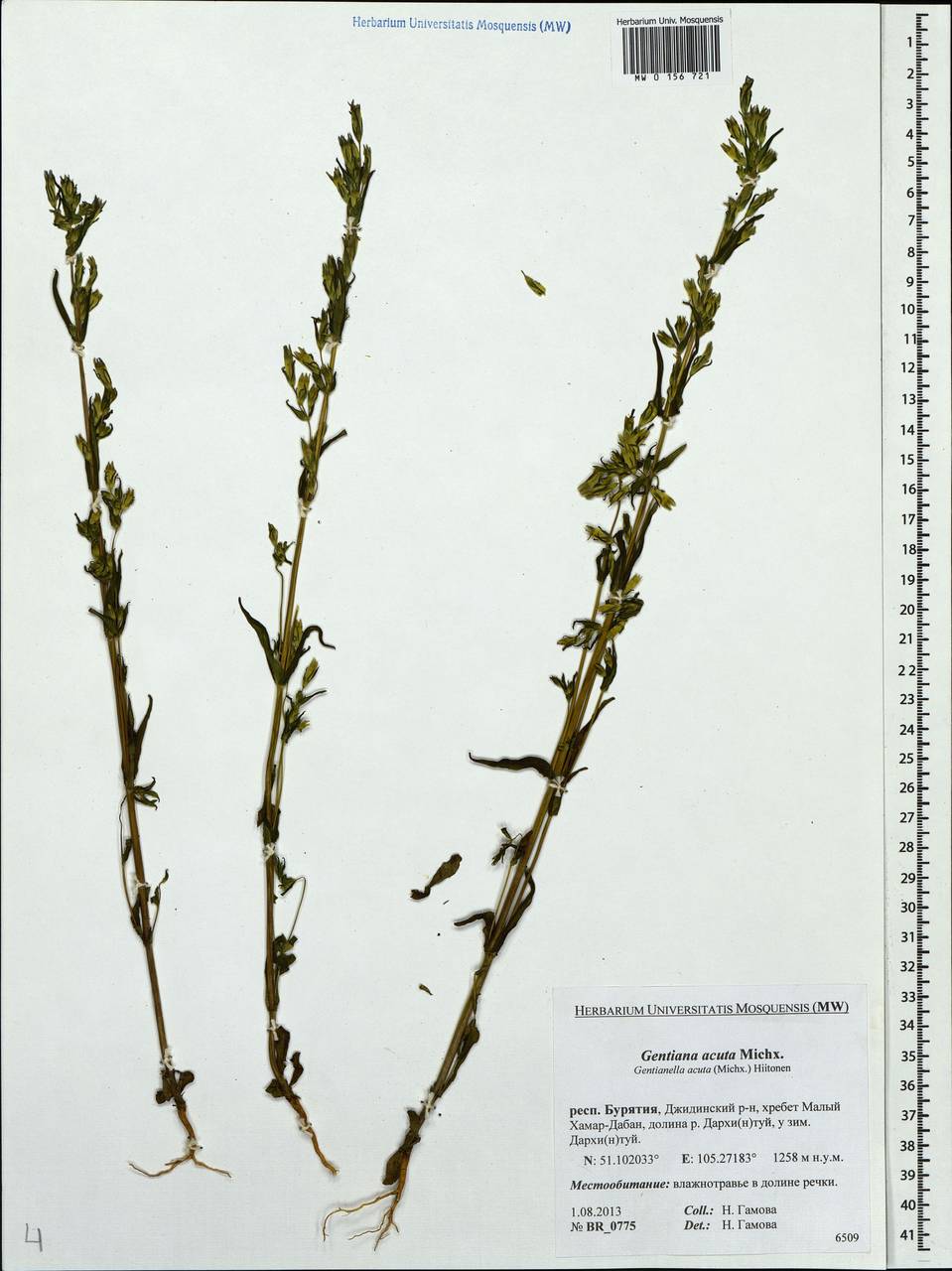 Gentianella amarella subsp. acuta (Michx.) Gillett, Siberia, Baikal & Transbaikal region (S4) (Russia)