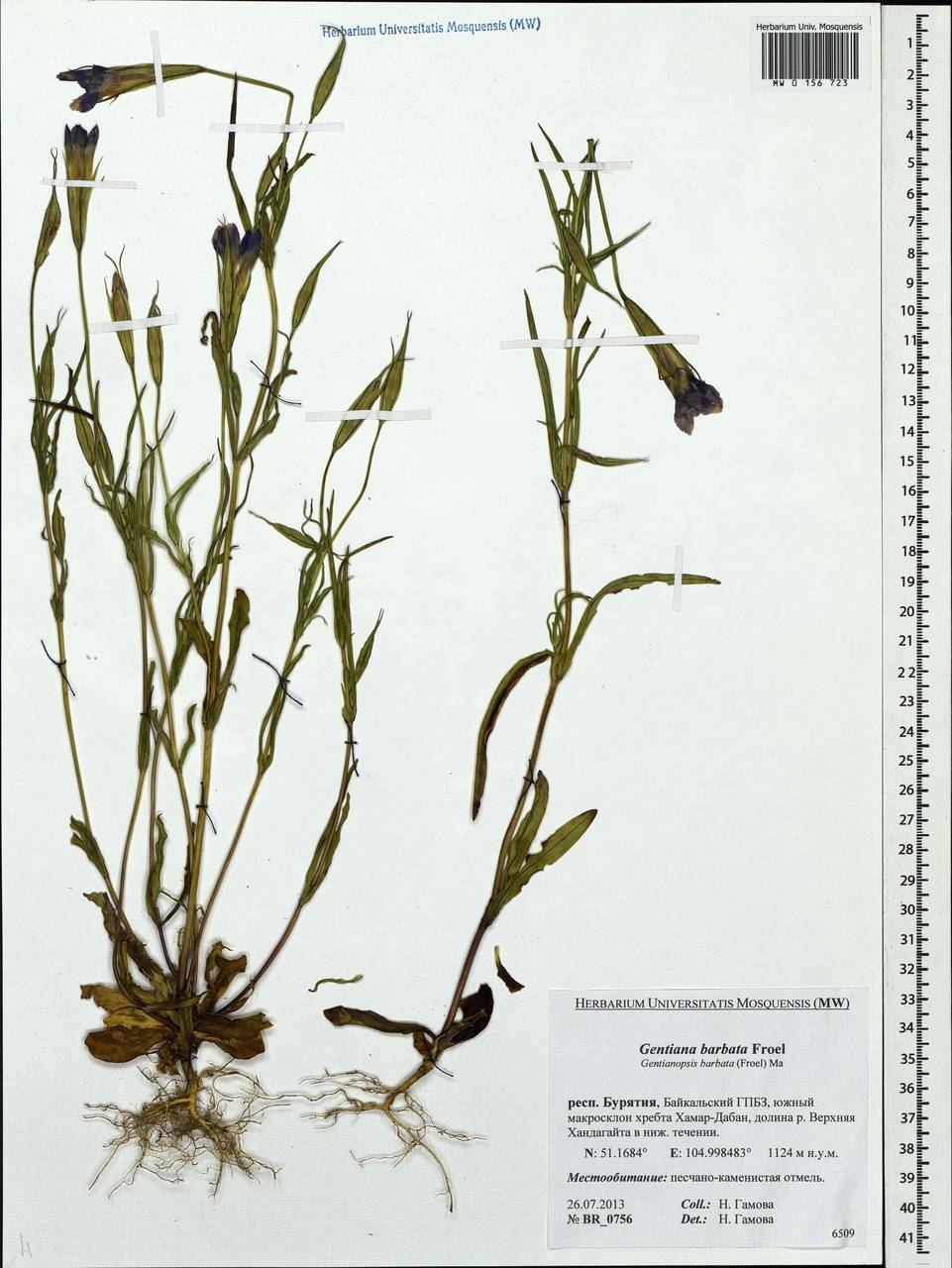 Gentianopsis barbata (Froel.) Ma, Siberia, Baikal & Transbaikal region (S4) (Russia)