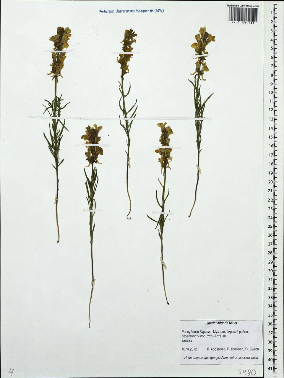 Linaria vulgaris Mill., Siberia, Baikal & Transbaikal region (S4) (Russia)