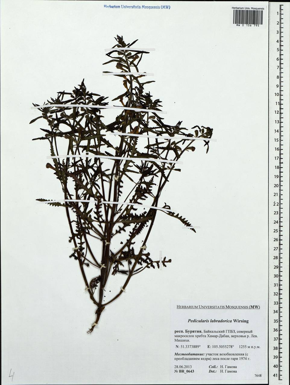 Pedicularis labradorica Wirsing, Siberia, Baikal & Transbaikal region (S4) (Russia)