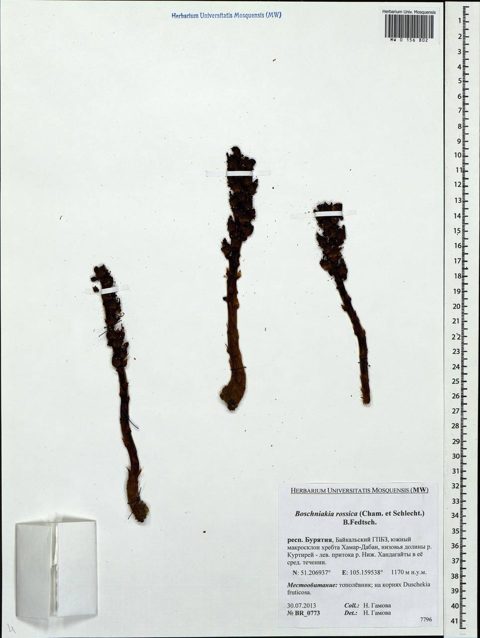 Boschniakia rossica (Cham. & Schlecht) B. Fedtsch., Siberia, Baikal & Transbaikal region (S4) (Russia)