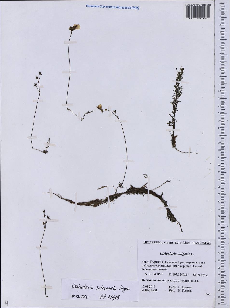 Utricularia intermedia Hayne, Siberia, Baikal & Transbaikal region (S4) (Russia)