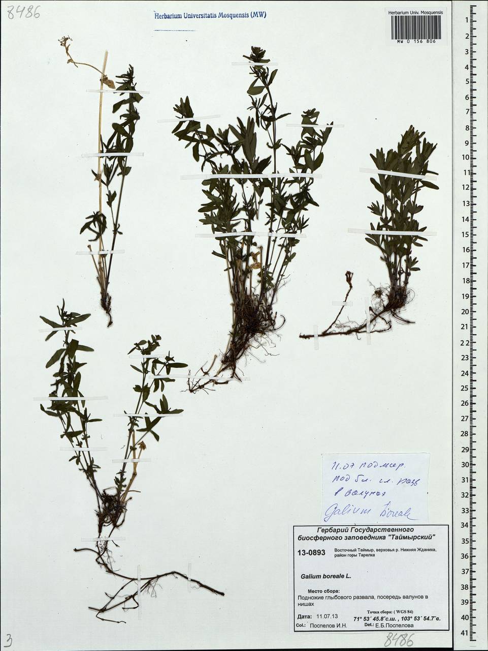 Galium boreale L., Siberia, Central Siberia (S3) (Russia)