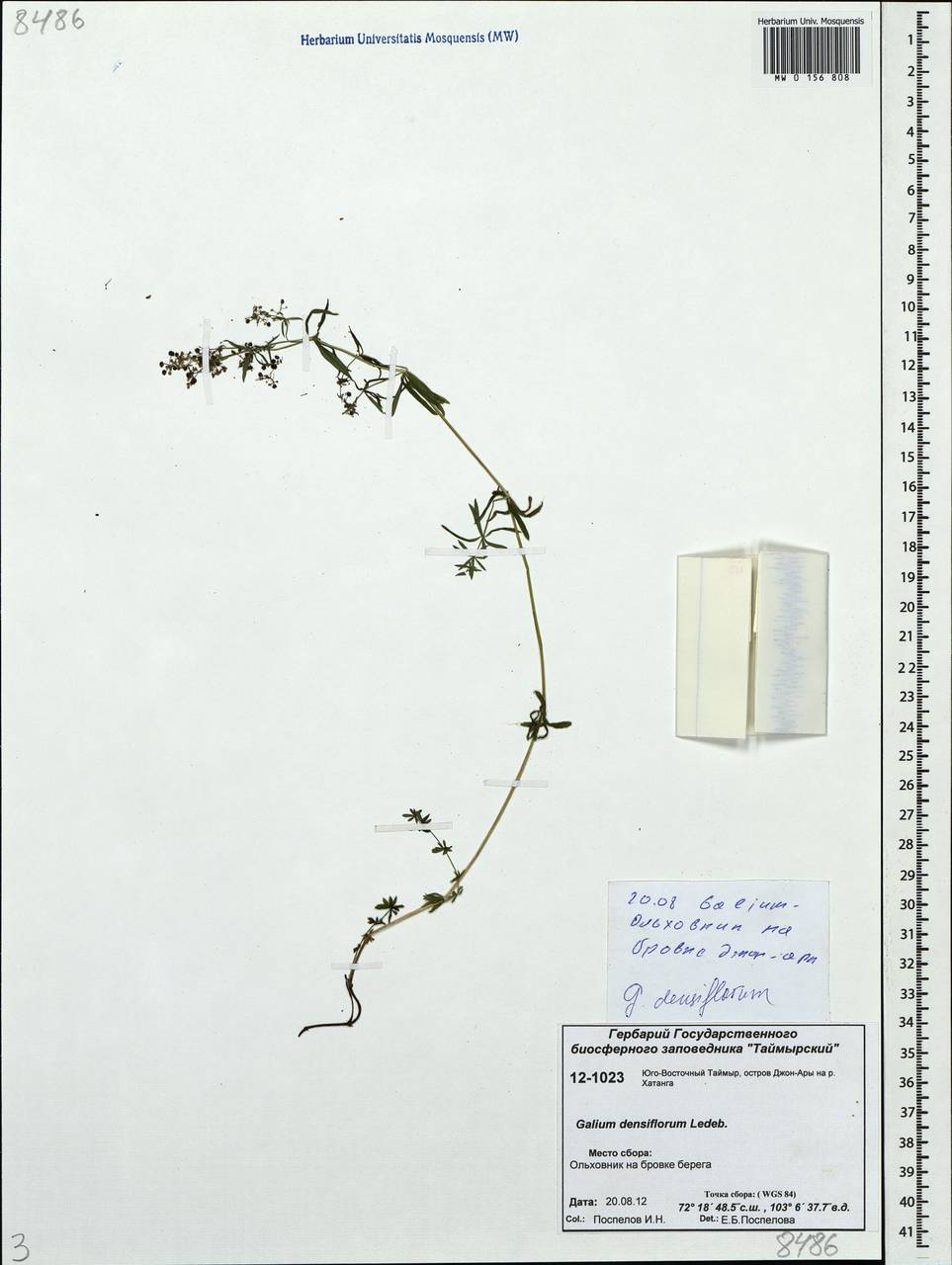 Galium verum subsp. verum, Siberia, Central Siberia (S3) (Russia)