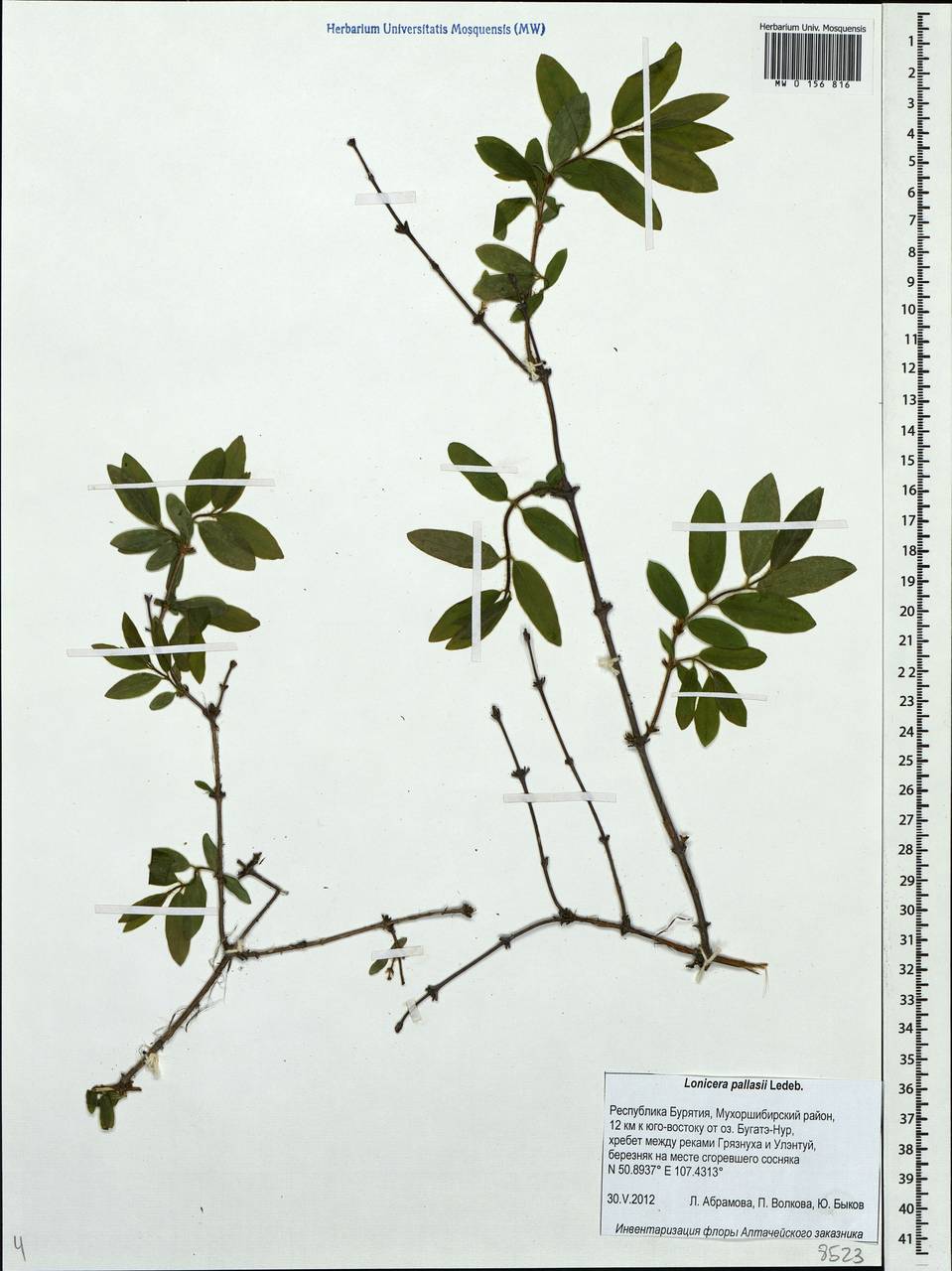 Lonicera caerulea subsp. pallasii (Ledeb.) Browicz, Siberia, Baikal & Transbaikal region (S4) (Russia)