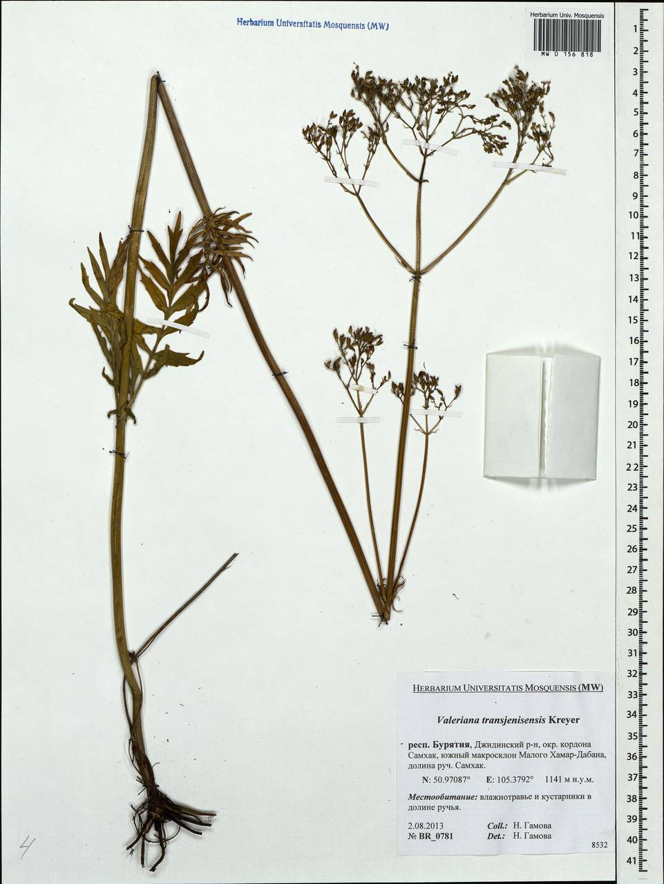 Valeriana transjenisensis Kreyer, Siberia, Baikal & Transbaikal region (S4) (Russia)