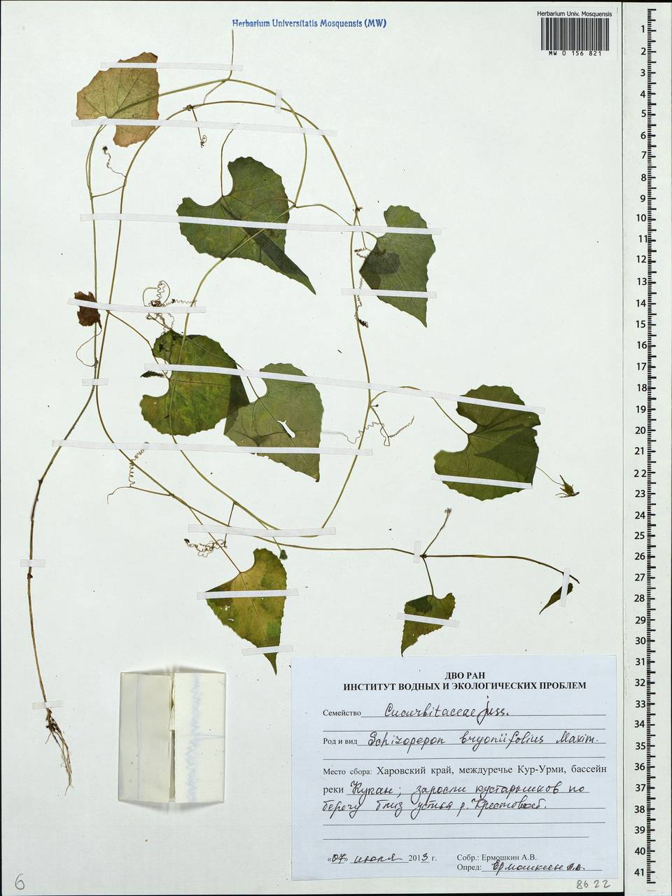 Schizopepon bryoniifolius Maxim., Siberia, Russian Far East (S6) (Russia)