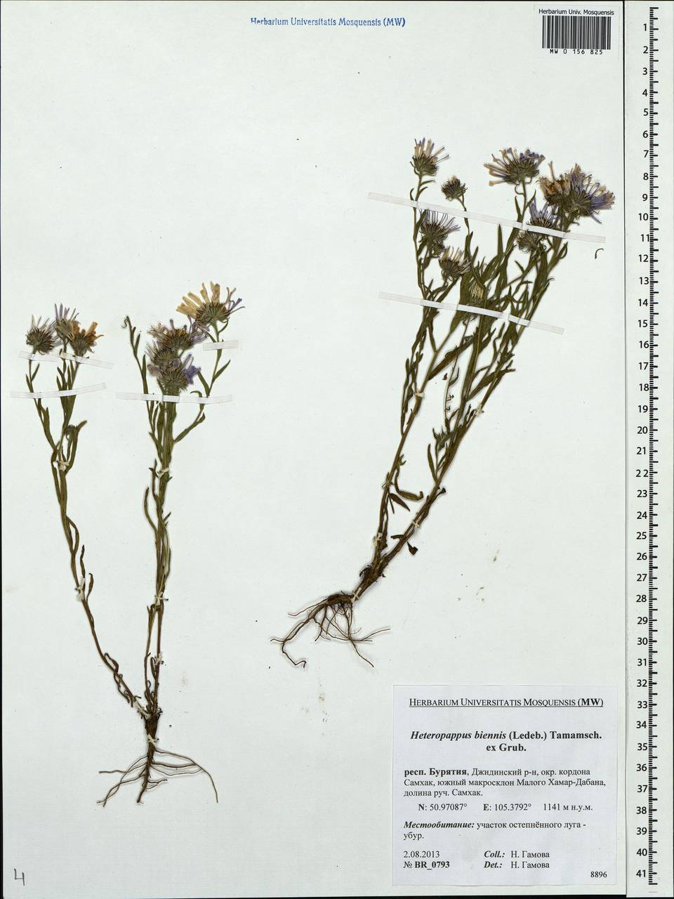 Heteropappus biennis (Ledeb.) Tamamsch. ex Grubov, Siberia, Baikal & Transbaikal region (S4) (Russia)