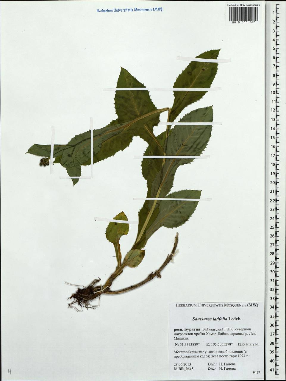 Saussurea latifolia Ledeb., Siberia, Baikal & Transbaikal region (S4) (Russia)