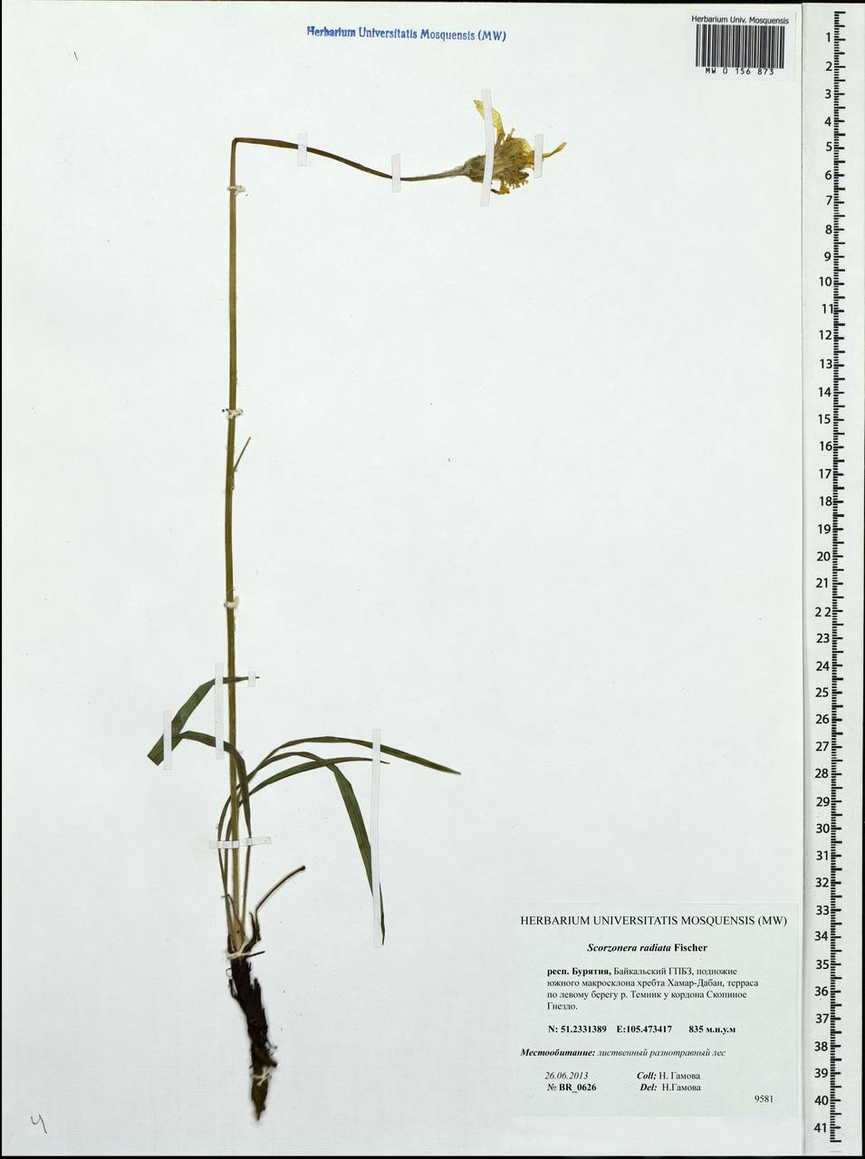 Scorzonera radiata Fisch. ex Colla, Siberia, Baikal & Transbaikal region (S4) (Russia)