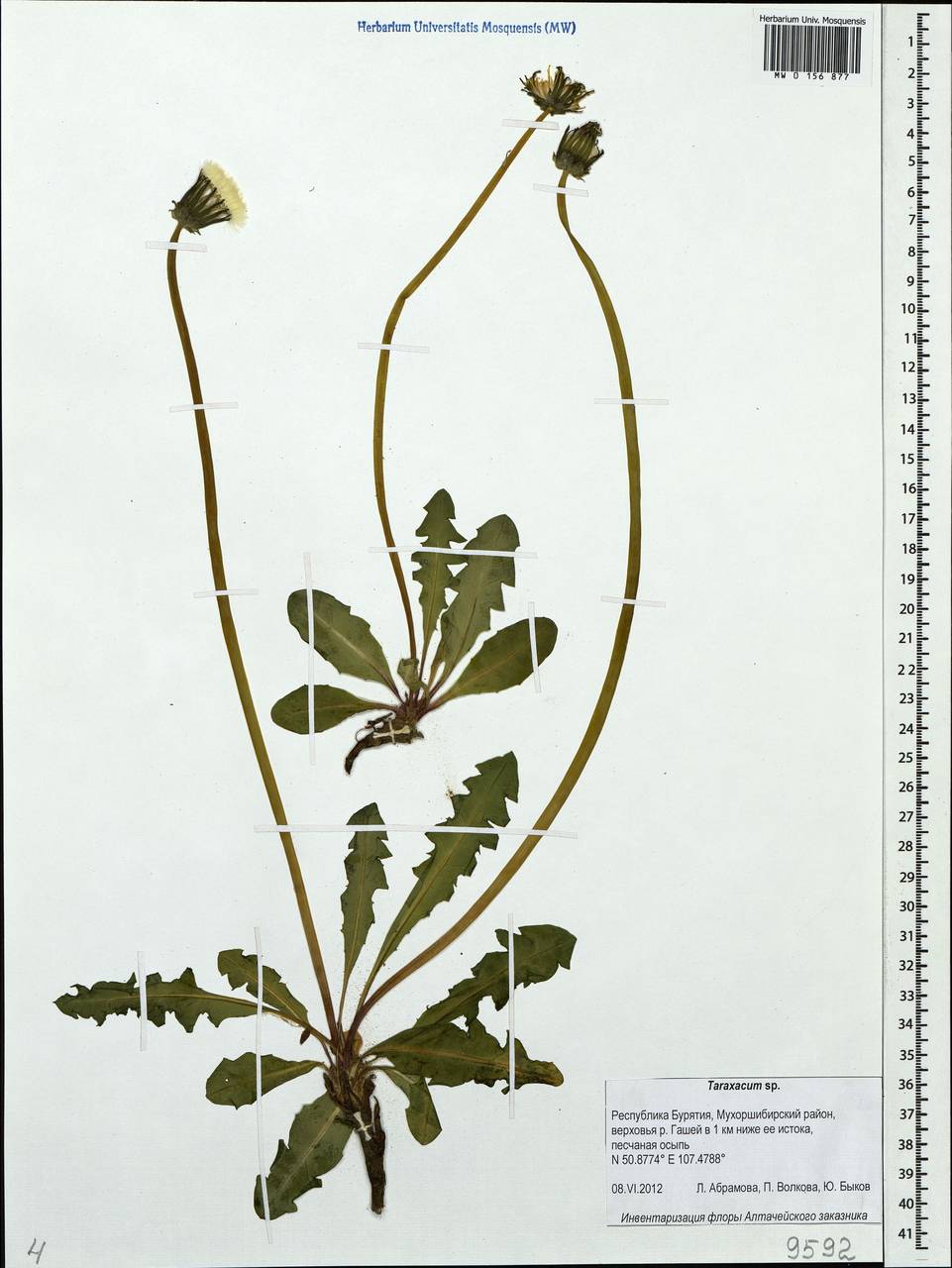 Taraxacum, Siberia, Baikal & Transbaikal region (S4) (Russia)