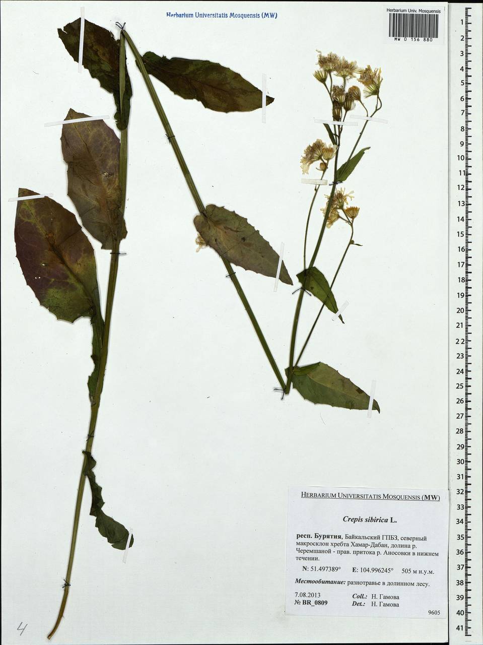 Crepis sibirica L., Siberia, Baikal & Transbaikal region (S4) (Russia)