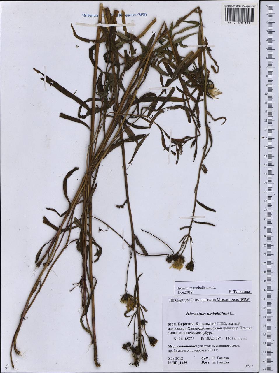 Hieracium umbellatum L., Siberia, Baikal & Transbaikal region (S4) (Russia)