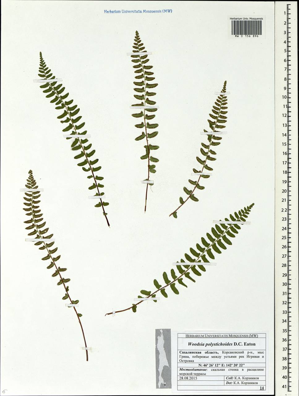 Woodsia polystichoides D. C. Eat., Siberia, Russian Far East (S6) (Russia)