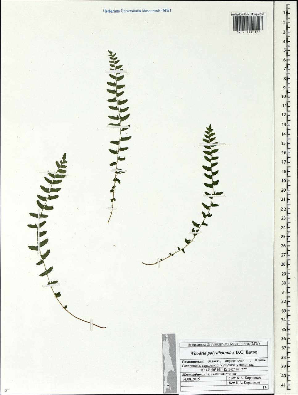 Woodsia polystichoides D. C. Eat., Siberia, Russian Far East (S6) (Russia)