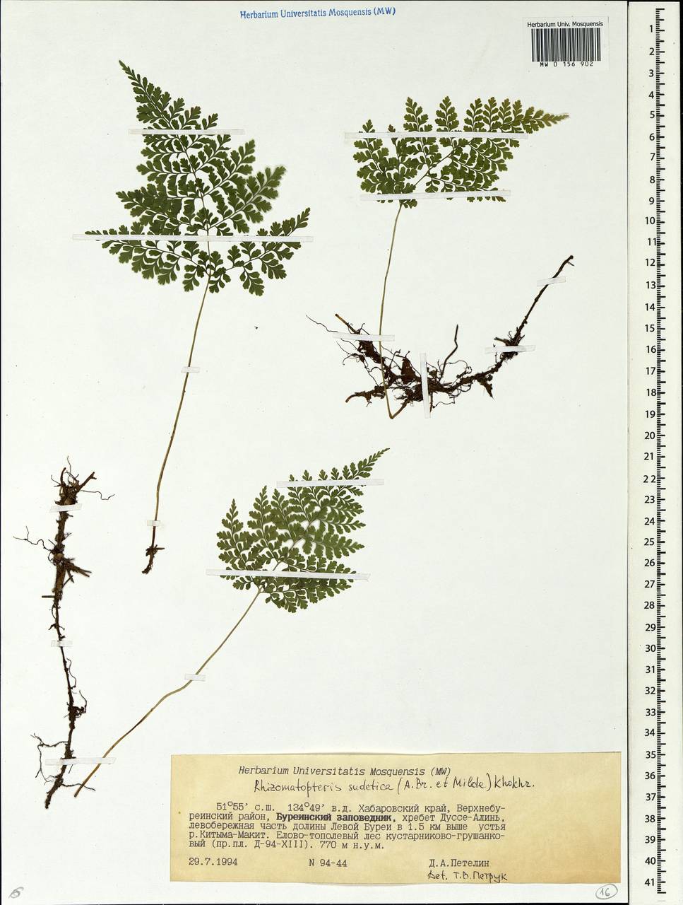 Cystopteris sudetica A. Br. & Milde, Siberia, Russian Far East (S6) (Russia)