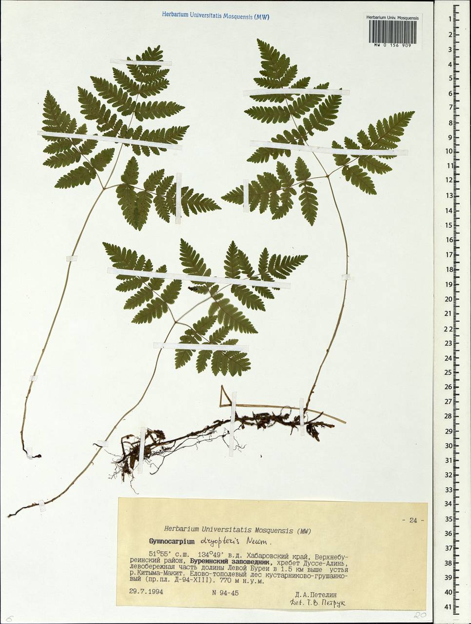 Gymnocarpium dryopteris (L.) Newm., Siberia, Russian Far East (S6) (Russia)