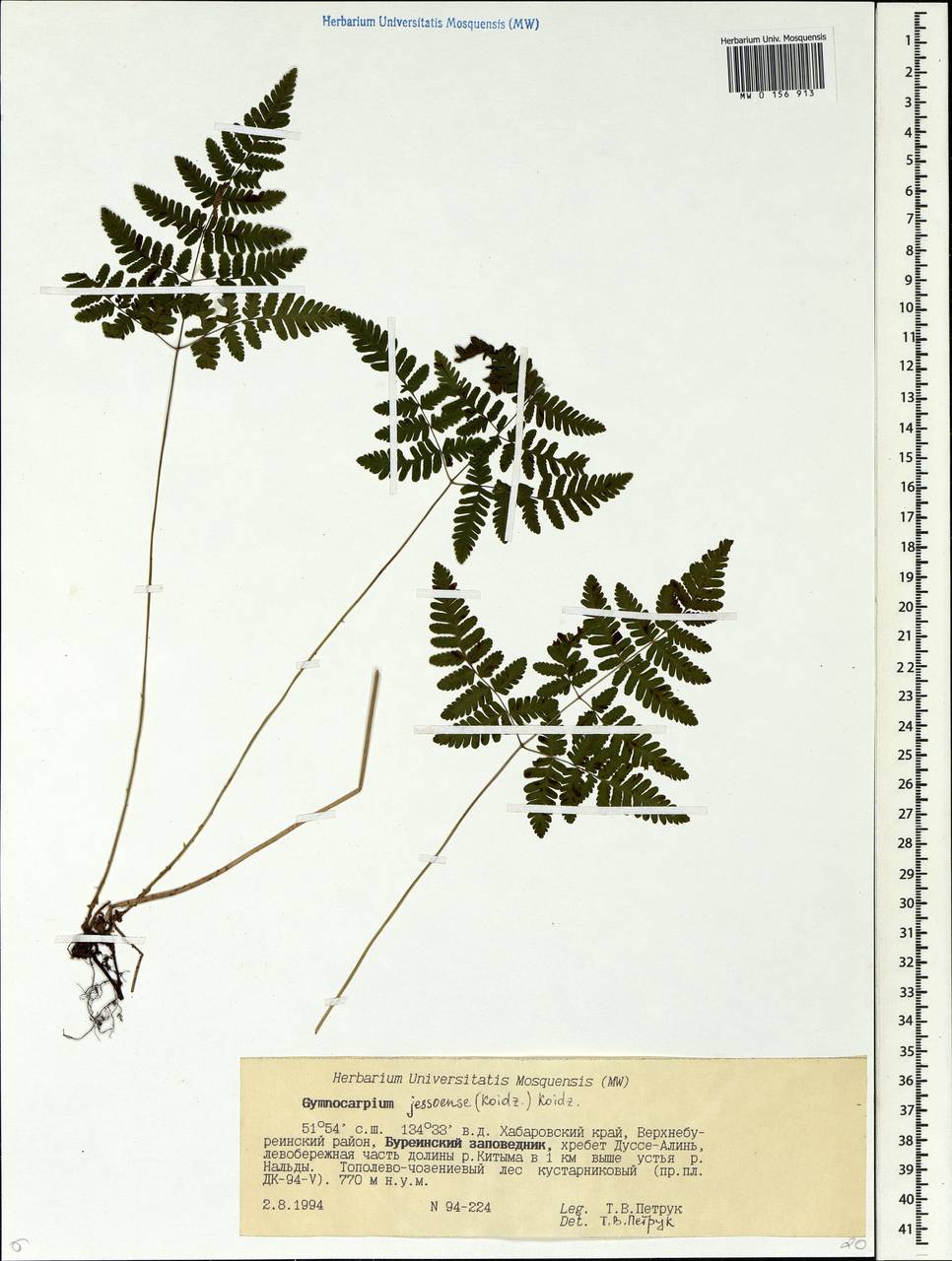 Gymnocarpium jessoense, Siberia, Russian Far East (S6) (Russia)