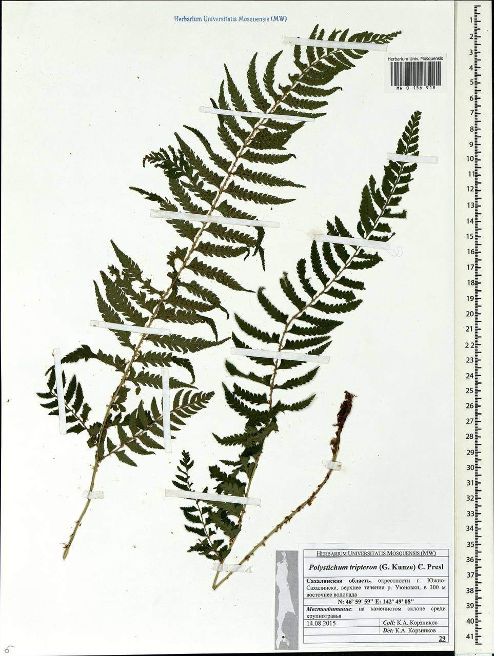 Polystichum tripteron (Kunze) C. Presl, Siberia, Russian Far East (S6) (Russia)