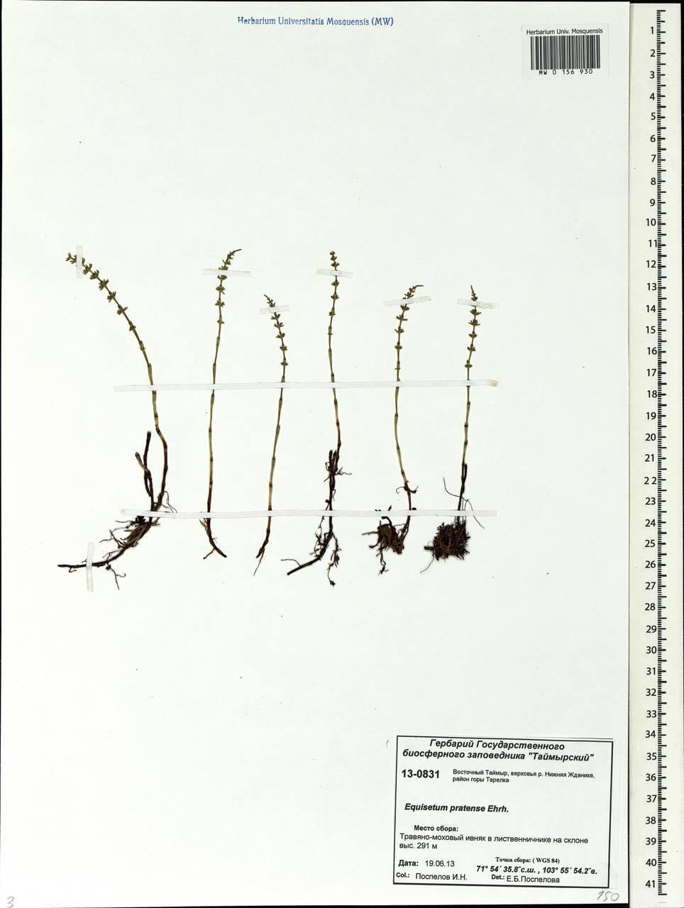 Equisetum pratense Ehrh., Siberia, Central Siberia (S3) (Russia)