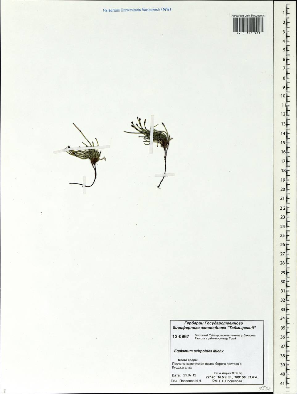 Equisetum scirpoides Michx., Siberia, Central Siberia (S3) (Russia)